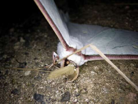 Imagem de Actias aliena (Butler 1879)