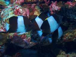 Image of Black Pyramid Butterflyfish