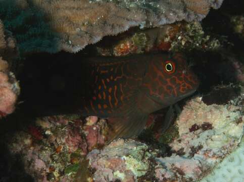 Image of Red-streaked Blenny