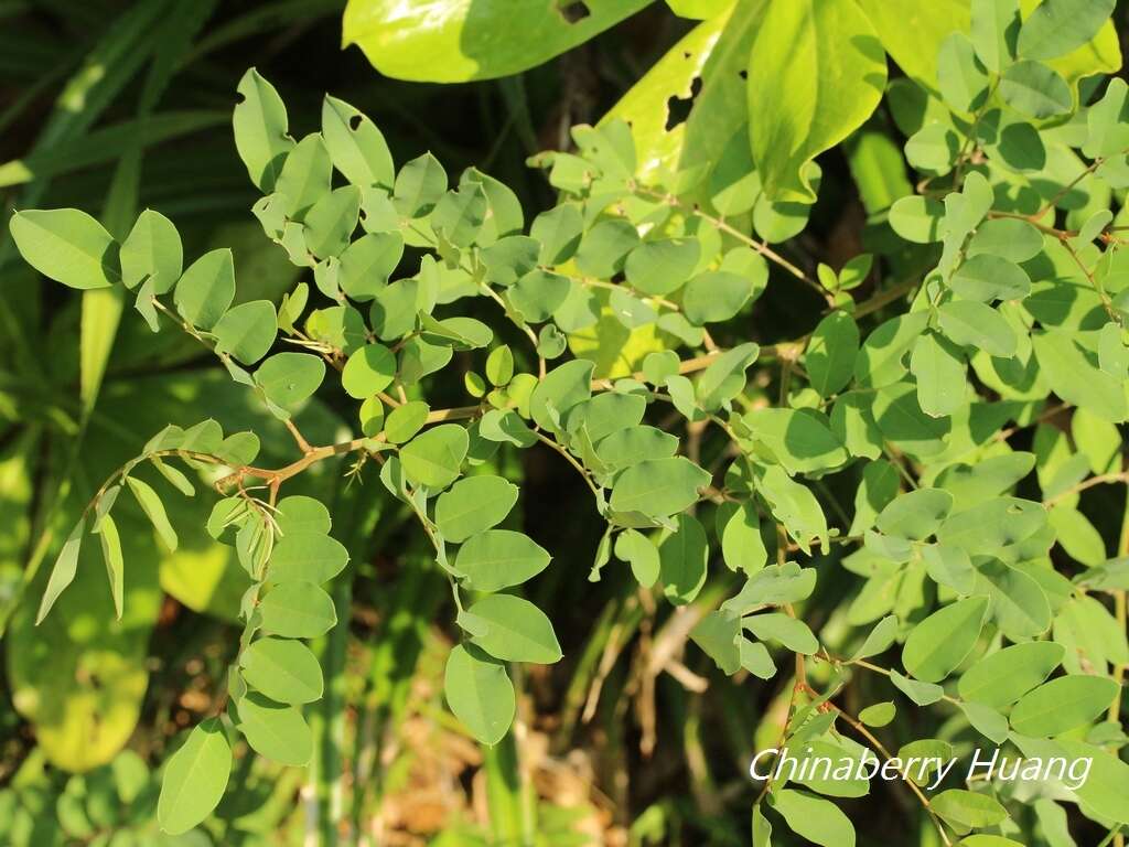 Plancia ëd Indigofera zollingeriana Miq.