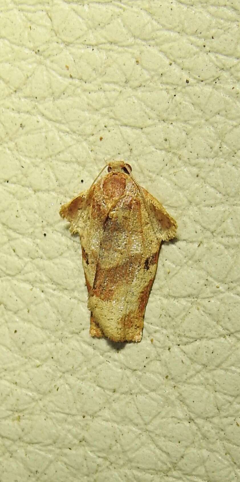 Image of Homona trachyptera Diakonoff 1941