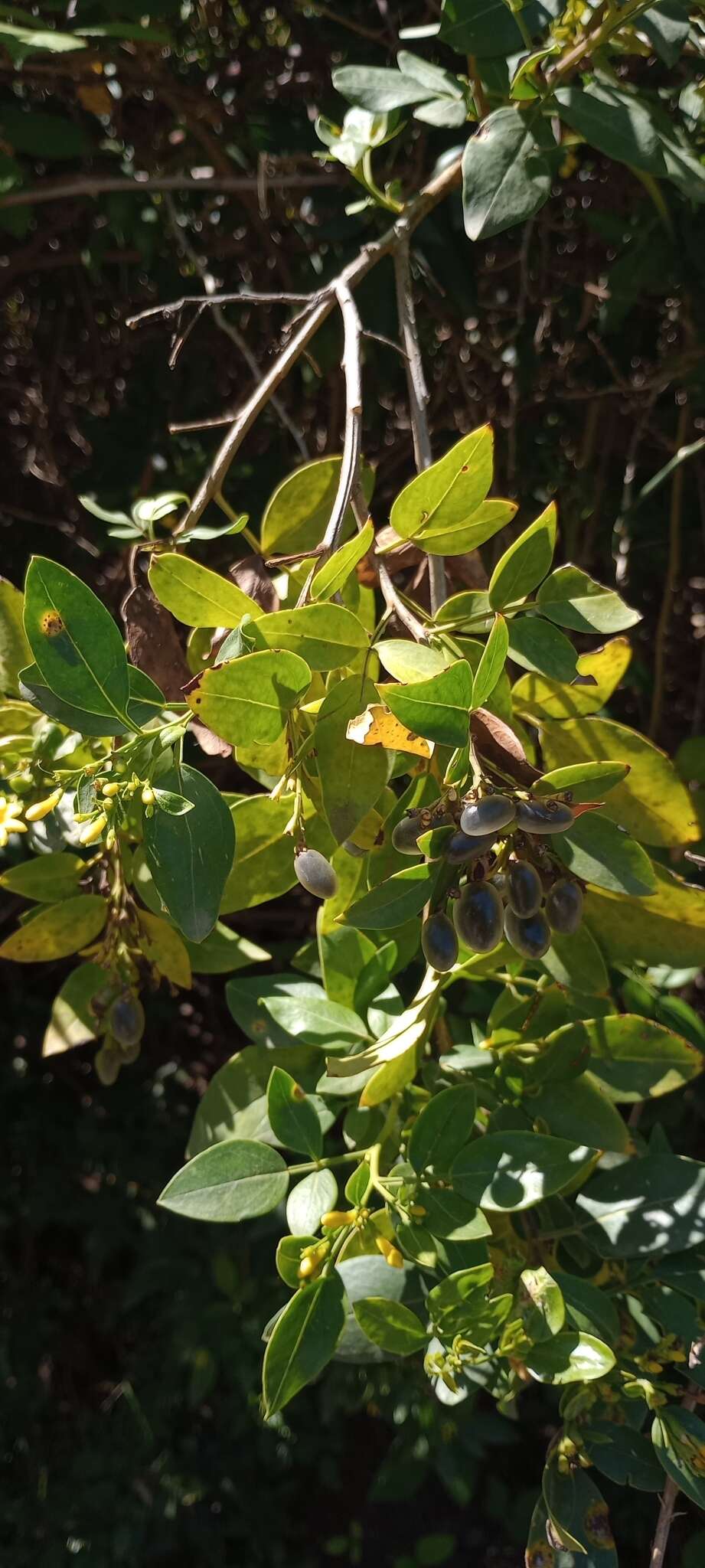 Image of Chrysojasminum odoratissimum (L.) Banfi