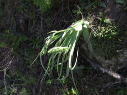 Image de Albuca deaconii van Jaarsv.