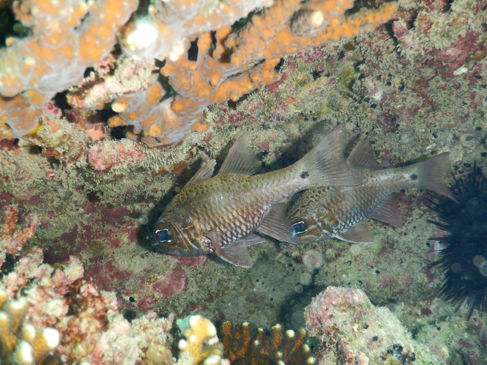 Image of Norfolk cardinalfish