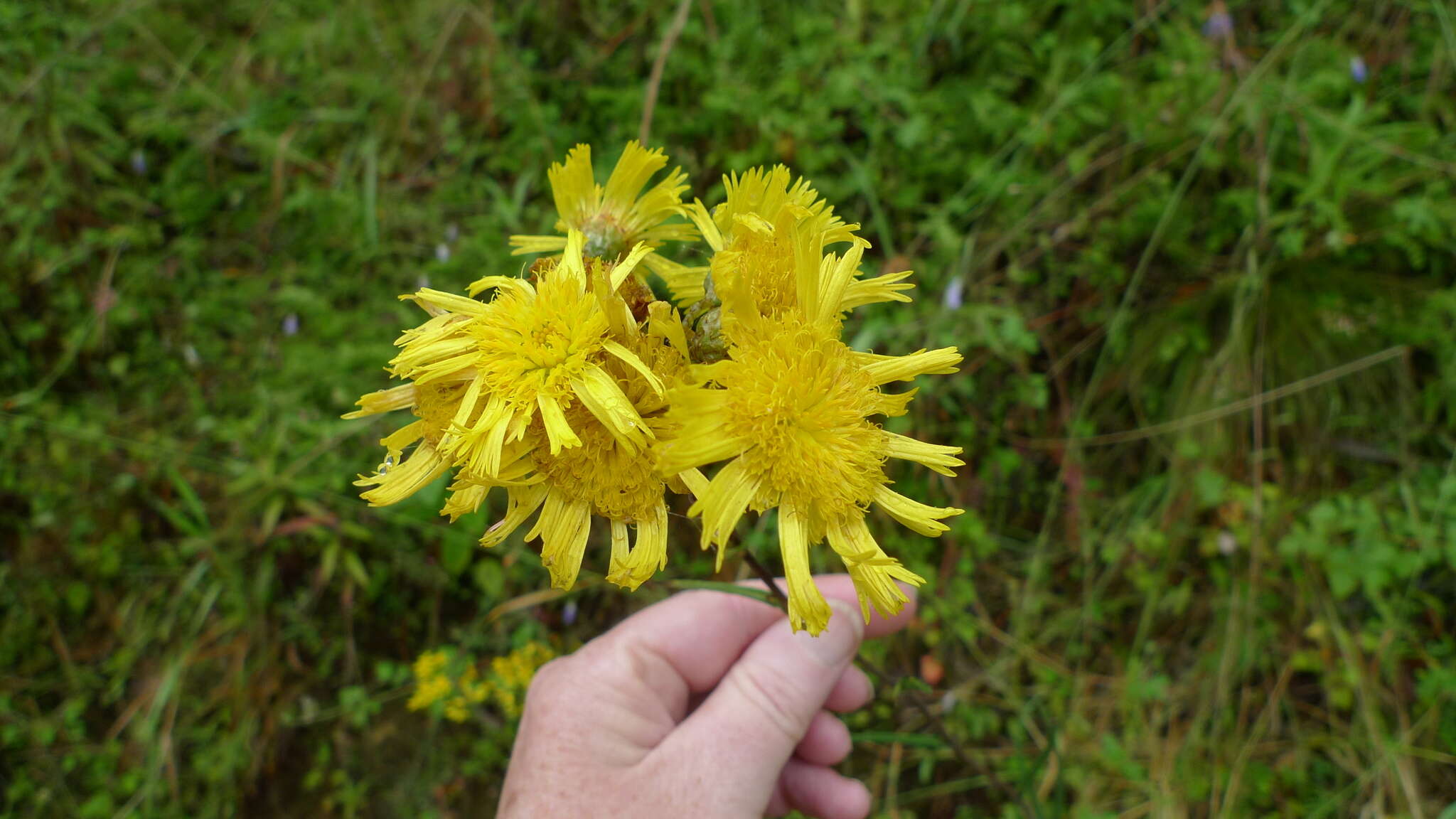 Слика од Podolepis hieracioides F. Müll.