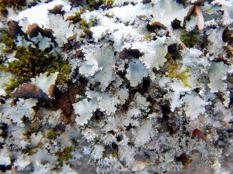 Image of parmotrema lichen