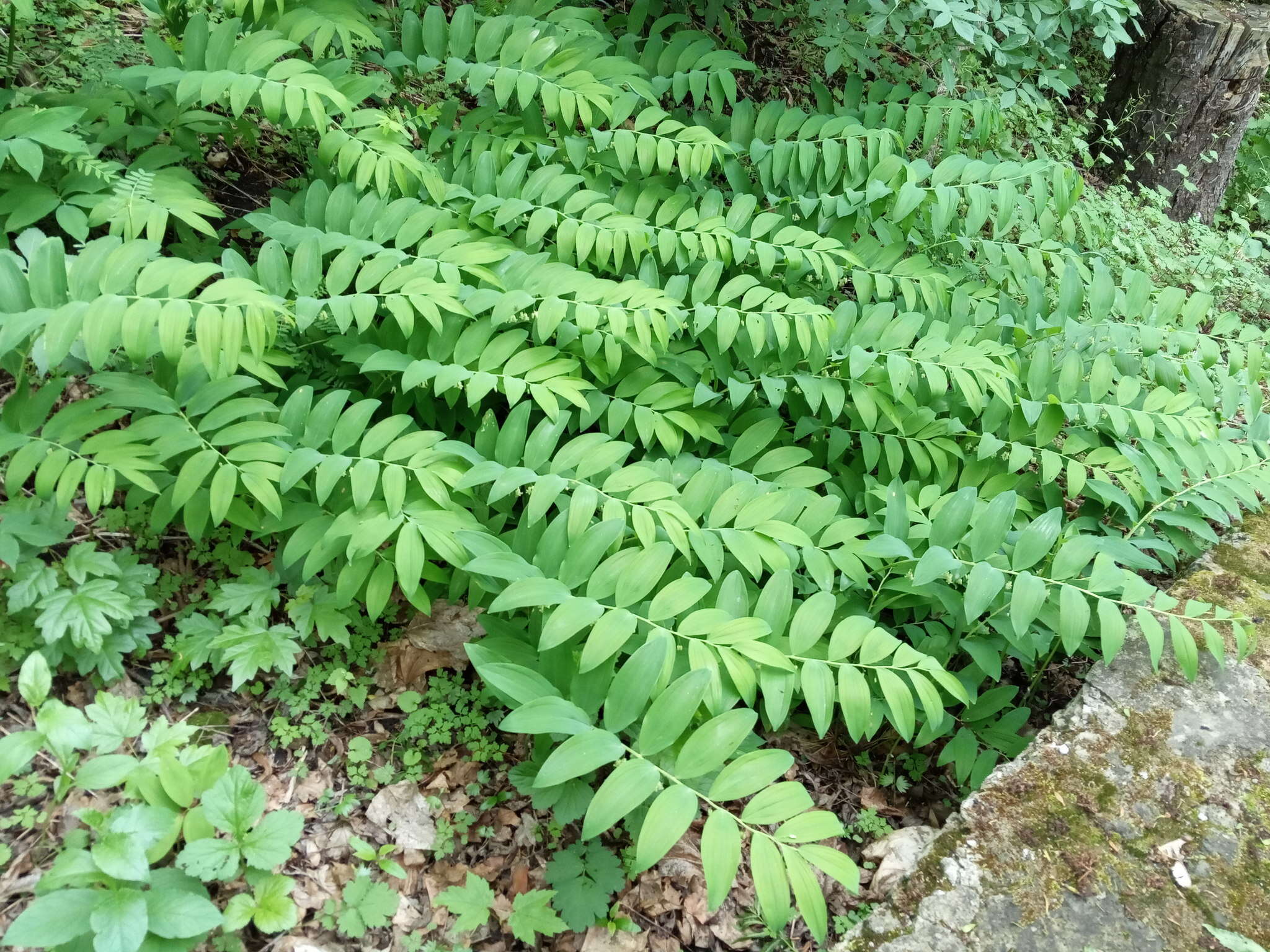 Image of Polygonatum orientale Desf.