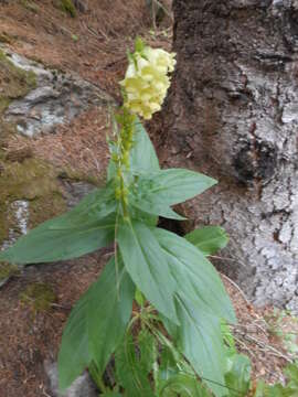 Imagem de Digitalis lutea subsp. lutea