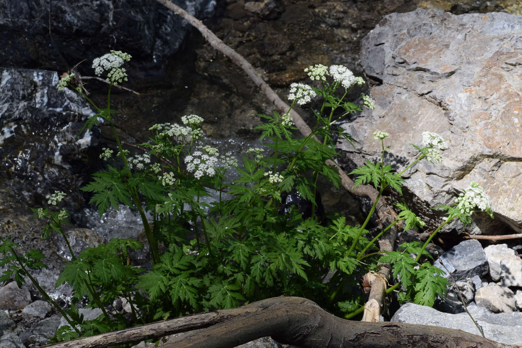 Image of Chaerophyllum hirsutum L.