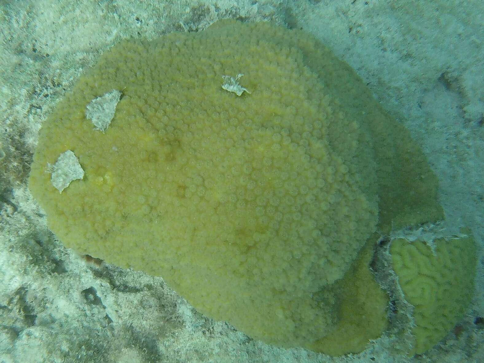 Image of boulder star coral