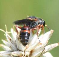 Image of Ectemnius rufipes (Lepeletier de Saint Fargeau & Brullé 1835)