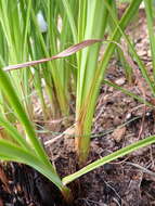 Imagem de Kniphofia galpinii Baker