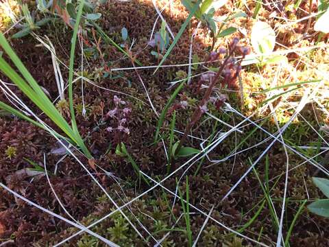 Image of Southern Twayblade