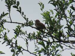 Image of Pale-breasted Spinetail