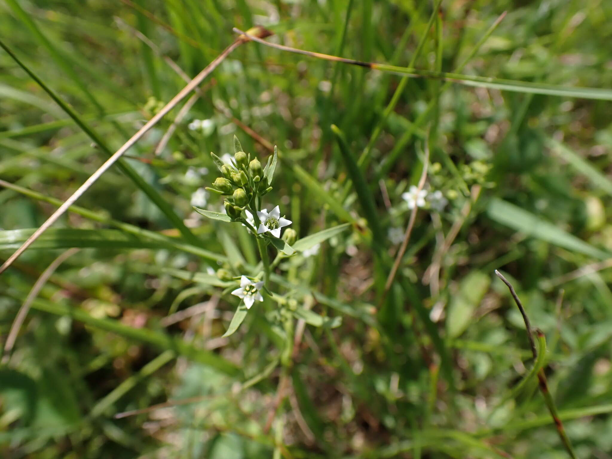 Image of Thesium pyrenaicum Pourr.