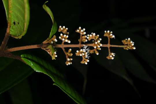 Sivun Miconia eriodonta DC. kuva