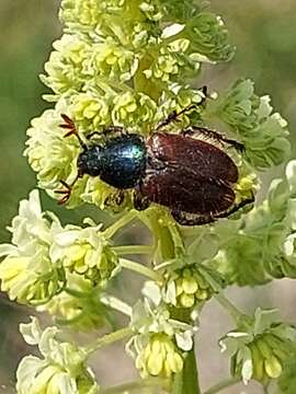 صورة Amphicoma abdominalis (Fabricius 1781)