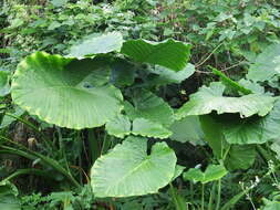 Alocasia odora (G. Lodd.) Spach resmi