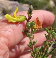 Image of Limestone Pennypea