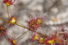 Drosera fimbriata De Buhr的圖片