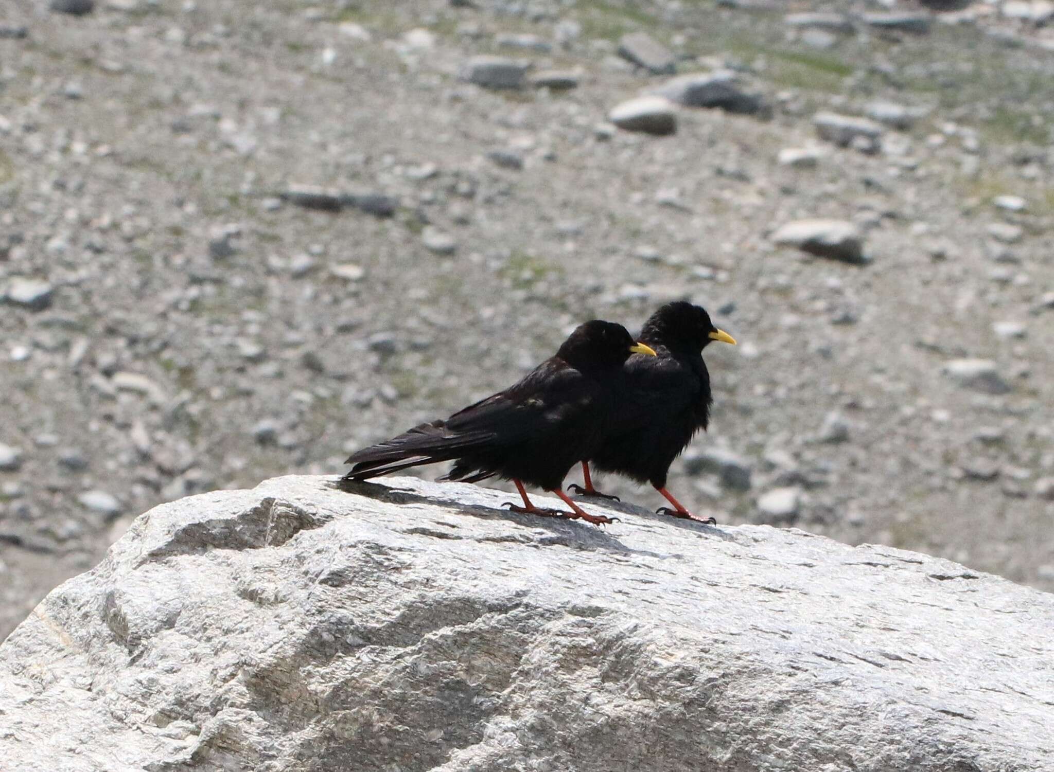 Image of Alpine Chough