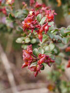 Image de Leionema lamprophyllum subsp. obovatum F. M. Anderson