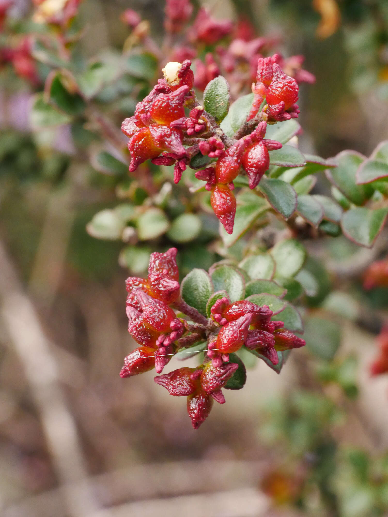 Image de Leionema lamprophyllum subsp. obovatum F. M. Anderson