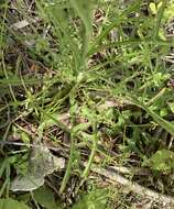 Image of <i>Lactuca <i>graminifolia</i></i> var. graminifolia