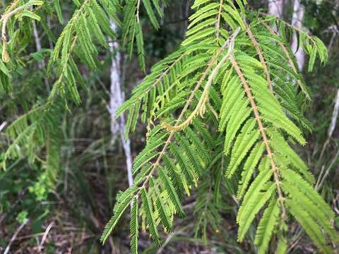 Sivun Acacia oshanesii F. Muell. & Maiden kuva