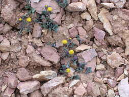 Image of Podunk ragwort