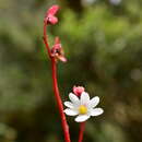 Image of Begonia pleiopetala A. DC.