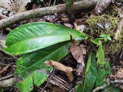 Image of Anthurium hacumense Engl.