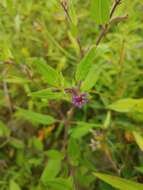 Image of blue waxweed