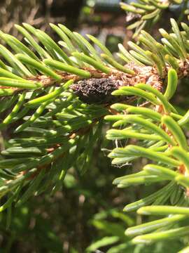 Image of Cucurbitaria piceae Borthw. 1909