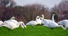 Image de Cygne de Bewick