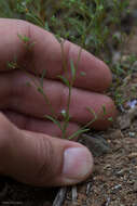 Image of smallflower dwarf-flax