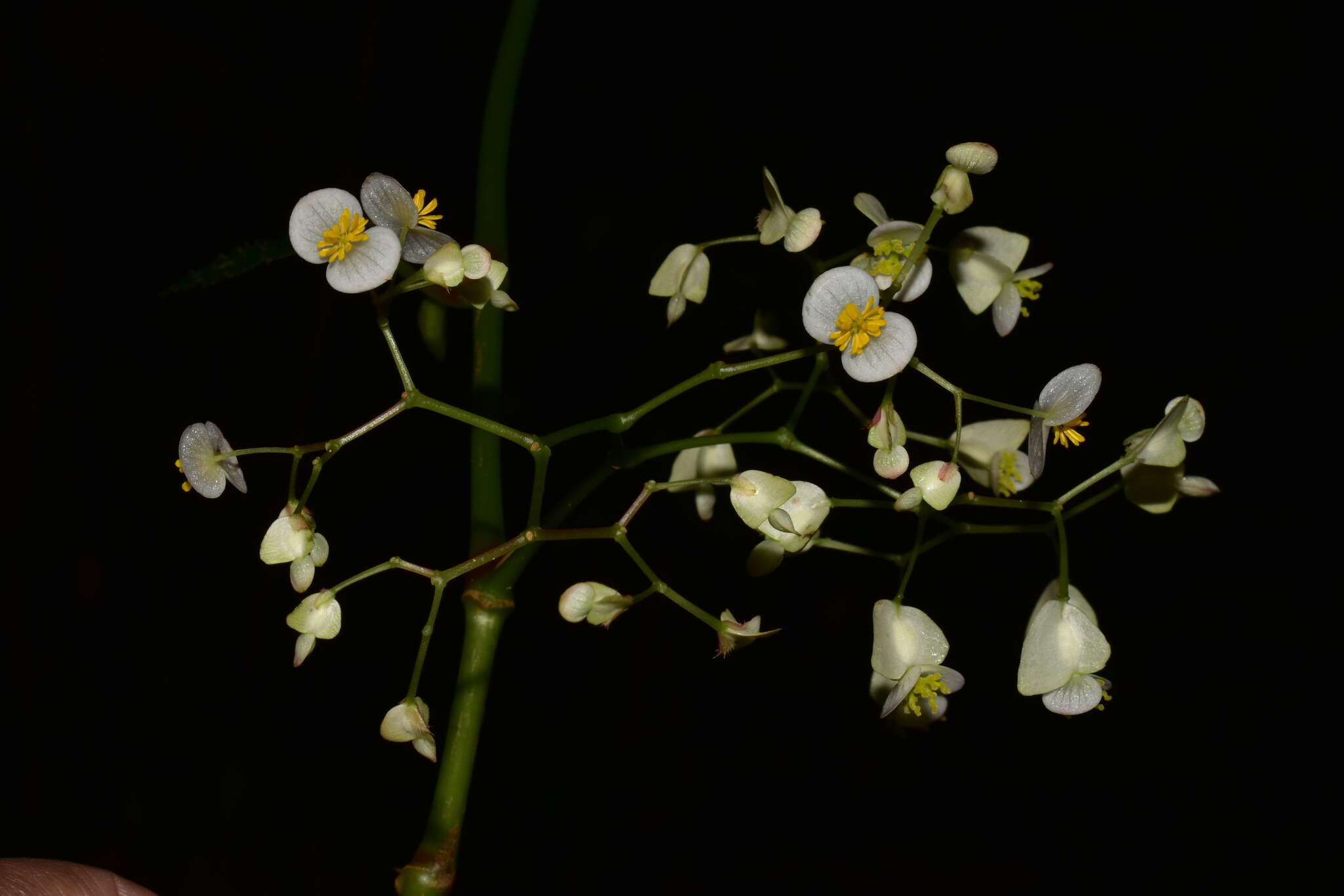 Image of Begonia peruviana A. DC.