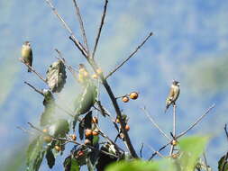 Image of Black-headed Greenfinch