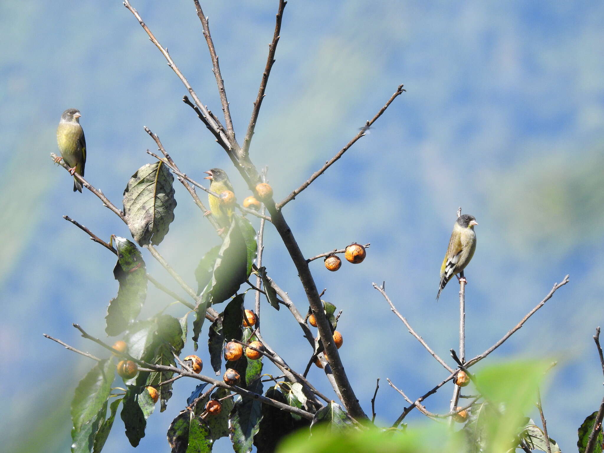 Image of Black-headed Greenfinch