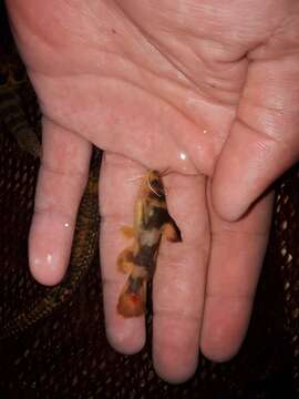 Image of Korean stumpy bullhead