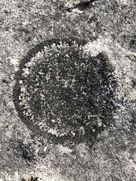 Image of blackthread lichen