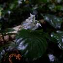 Image of Argostemma montanum Blume ex DC.