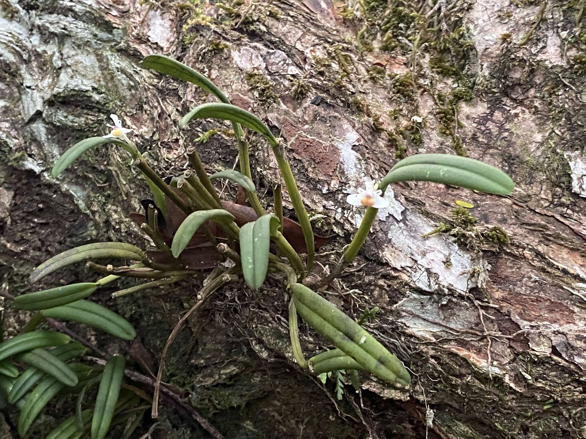 Image of Smooth burr orchid