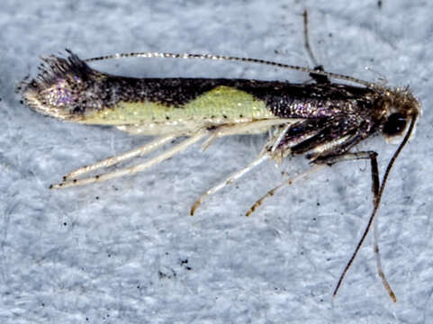 Image of Caloptilia belfragella (Chambers 1875)