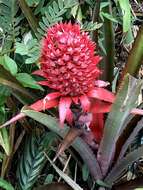 Image of Ananas comosus var. bracteatus (Lindl.) Coppens & F. Leal