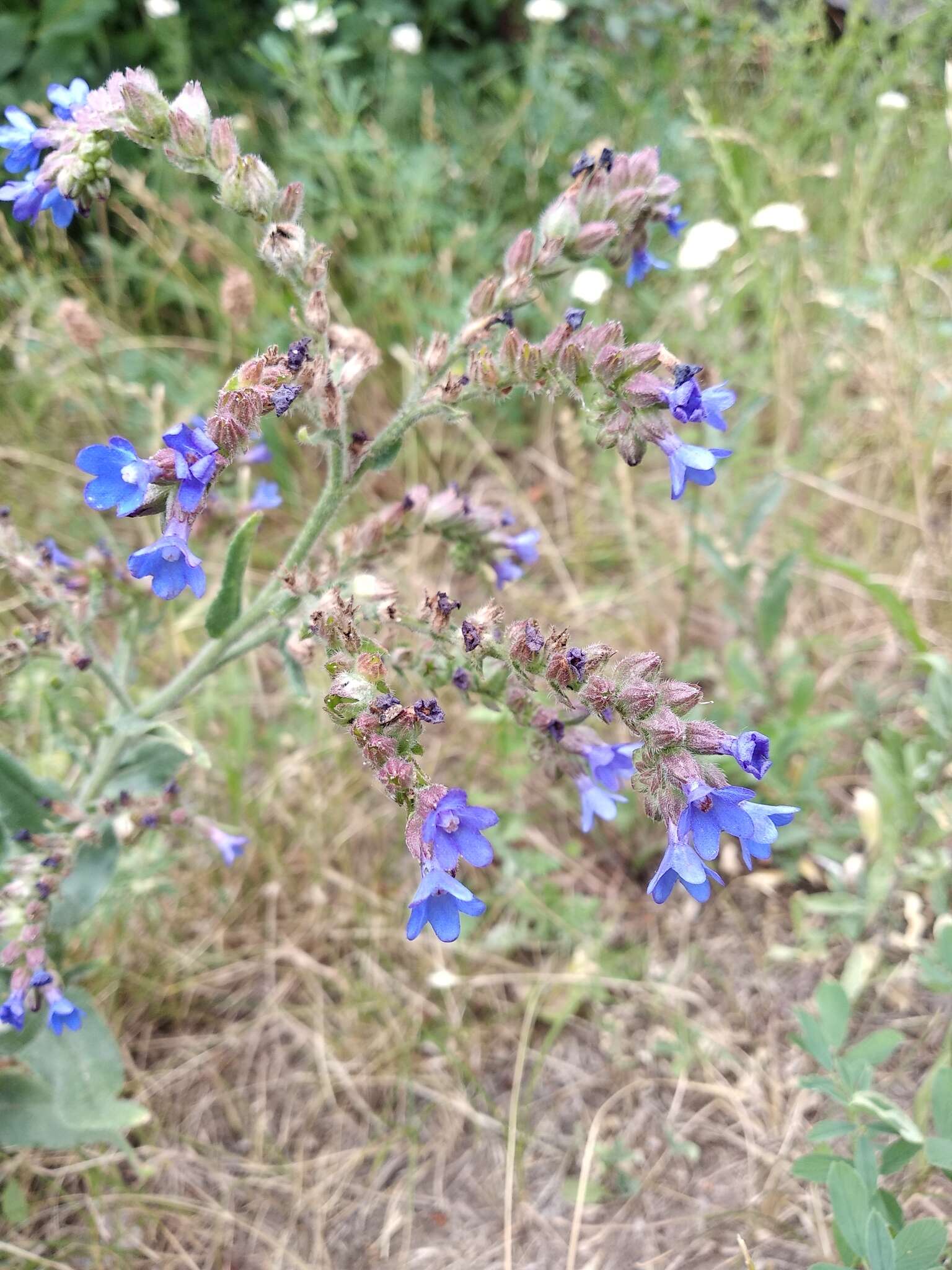 Image of Anchusa procera Bess. ex Link