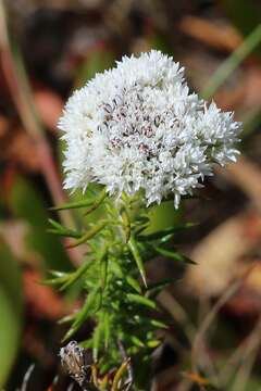 Image of Beautiful Blombush