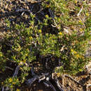 Image of Tetraena tenuis (R. Glover) Beier & Thulin