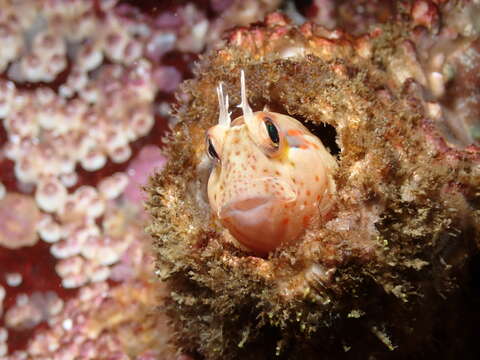 Hypsoblennius sordidus (Bennett 1828)的圖片