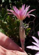 Image of Knowltonia tenuifolia (L. fil.) Mosyakin